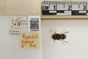 Media type: image;   Entomology 789977 Aspect: Labels